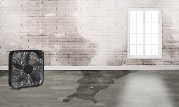 Best Local water damage restoration  in Queens, NY